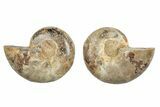 Jurassic Cut & Polished Ammonite Fossil - Madagascar #289308-1